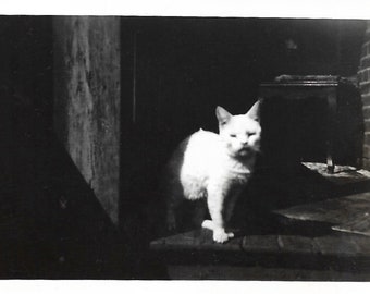 Vintage Snapshot "Snowball" White Kitty Cat Reluctantly Poses For The Camera Fluffy White Kitten Cat Photo Found Vernacular Photography