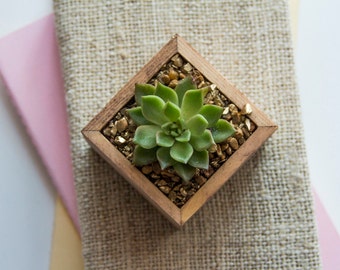 Lady Isabelle - Elegant Succulent Planter