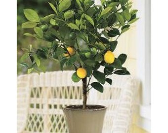 Meyer Lemon Tree, 2-3 Year Old (2-3 Ft), Potted, 3 Year Warranty