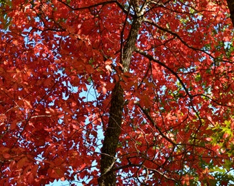 Bright Red Autumn Leaves in North Carolina