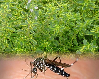 Mosquito Repelling Creeping Lemon Thyme Plant - 3" Pot