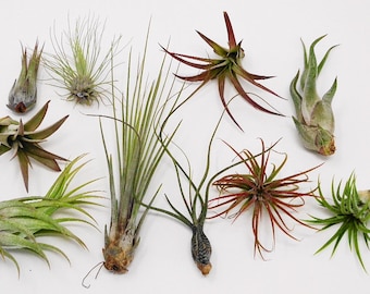 SALE 10 Pack Assorted Tillandsia-Easy Care Collection