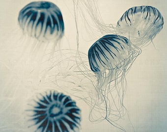 Blue Jellyfish Print, Indigo Nature Photography, Ocean Art Print -blue jellyfish decor, jellyfish photograph, ocean wall