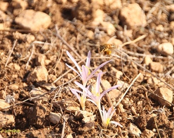 a bee after lunch above autumn crocus