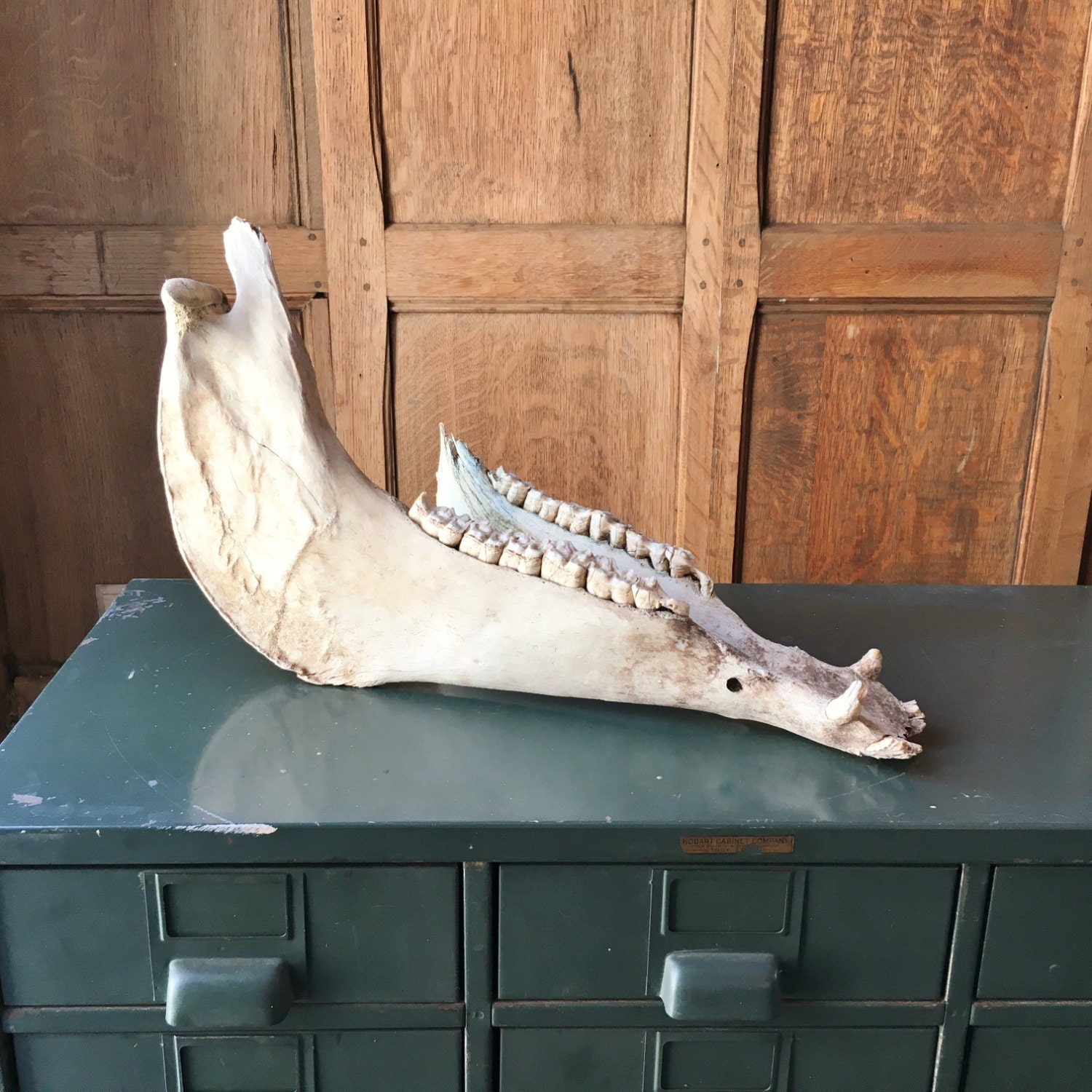 Vintage Horse Jaw Large Lower Horse Mandible Vintage