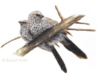 A3 Apostlebirds - Bird Print - Australian Bird Art
