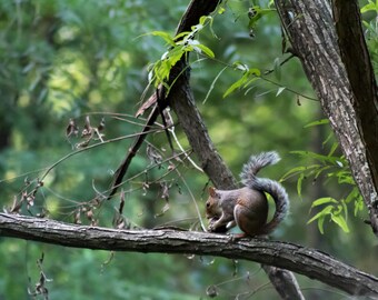 Gray Squirrel with Nut - Georgia - Animal - Print
