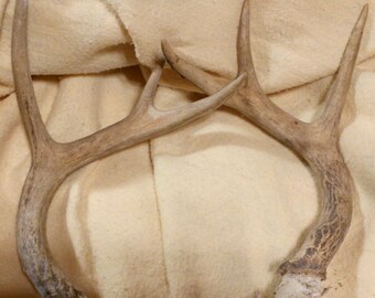 White Tail Deer Antlers...Clean