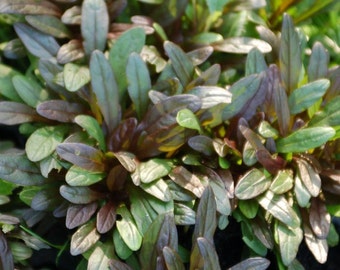 Bugleweed (Ajuga Reptans "Chocolate Chip"), perennial plants, live plants, ground cover, purple flowers, shade perennials, outdoor plants