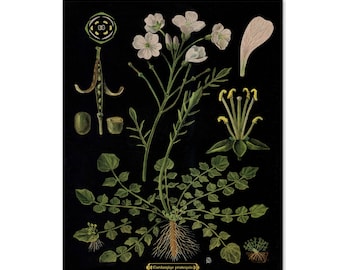 Botanical Print, Botanical Chart, Poster, Floral Wall Art, Bright Flowers on Vintage Black, Cuckoo Flowers Illustration