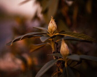 Rhododendron