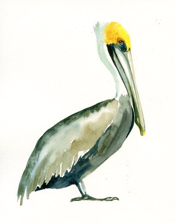 BROWN PELICAN 5x7 Print Art Print-Bird Watercolor