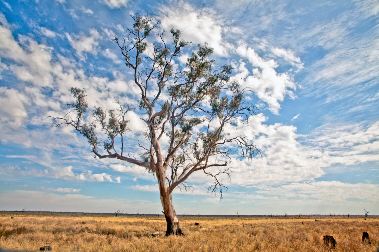 Australia Gumtree Rattle Tree Photography Fine Art