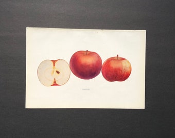 1905 ANTIQUE APPLE PRINT original antique fruit lithograph print - fameuse apple