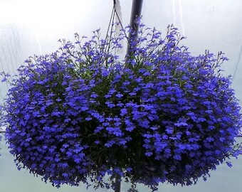100 Variety Trailing Lobelia (SAPPHIRE TRAILING) blue flower