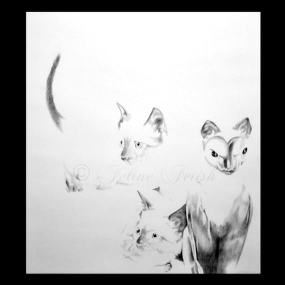 Original Pencil Drawing Siamese Cat Art Siamese Kittens