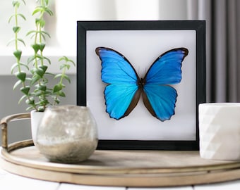 Real framed morpho menelaus // blue butterfly