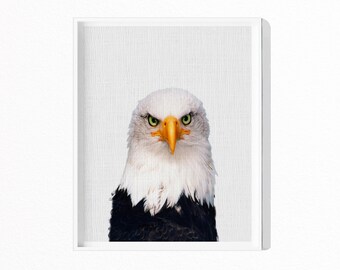 Eagle Print, Hawk Photography, Animal Wall Art, Bird of Prey, Printable Art, Instant Download, Modern Minimal, Bird Photo, Bald Eagle, #571