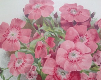 1900 Beautiful Large Original Antique Botanical Matted Lithograph - Dianthus Callinzonus - Gardening - Botany - Horticulture - Wall Decor