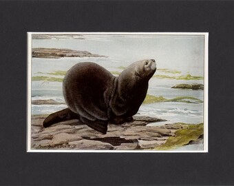 Sea Otter 1916 Print by Louis Agassiz Fuertes Vintage Mounted Bookplate Picture with Mat Seaotter Print Sea Otter Picture Otter Artwork