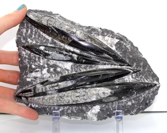 Large Fossilized Orthoceras Shells w/ Stand (1,364 grams, 400 Million Years Old) Real, Natural Fossil Specimen #ORTHO8