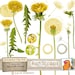 Summer Dandelion Clip Art, Spring Flower Graphics, PNG, Yellow Floral Digital Images for DIY Card Making, Logos, Instant Download
