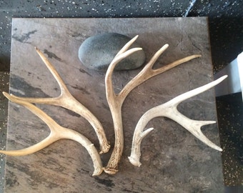 craft antlers Small. Rental is an option