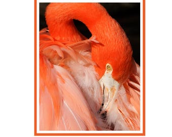 Flamingo Notecard Package of 6