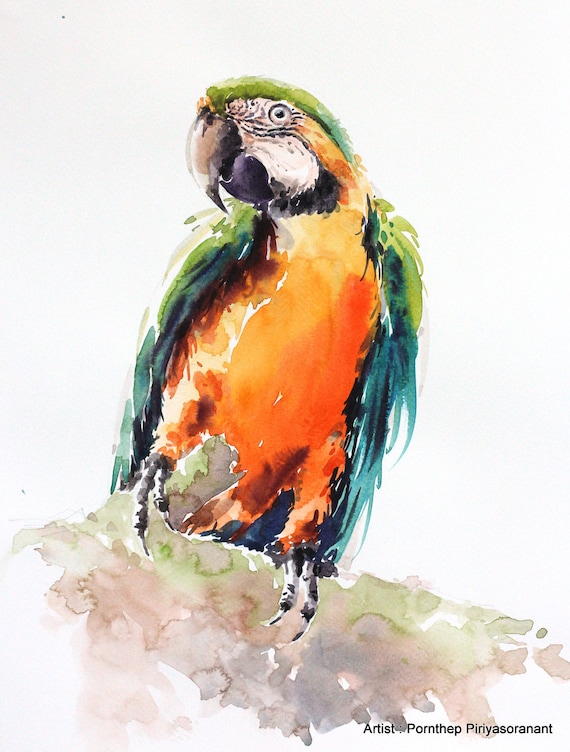 Pájaro de loro guacamayo acuarela de aves aves arte