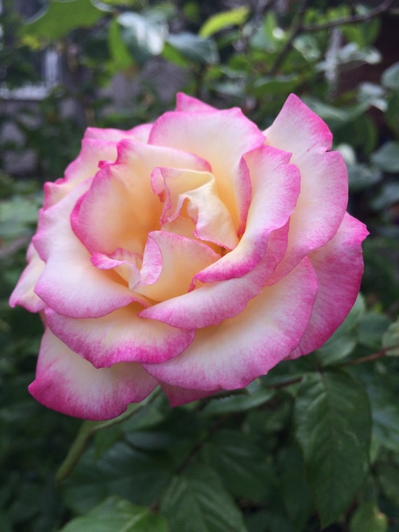 20 PFF Pink roses 2 cutting plants pink Rose Cuttings