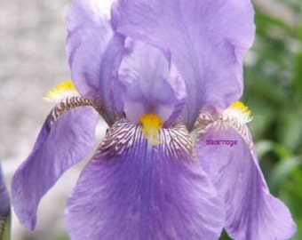 Tall Bearded Iris EL CAPITAN 1926 Historic Medium Blue
