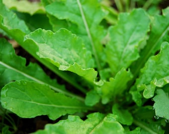 200+ seeds (.3 grm) Arugula Salad Greens Oil Buy 2 orders get 1 order FREE #8
