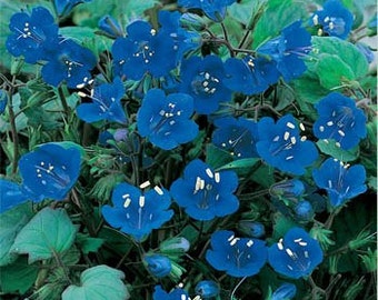California Bluebell Flower Seeds/Phacelia Campanularia/Annual 100+