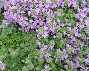 Creeping Thyme Seeds,Creeping Thyme 'Magic Carpet' seeds,Ground Cover Seeds,Rock Garden Plants,Easy Garden Flowers, Drought tolerant flowers