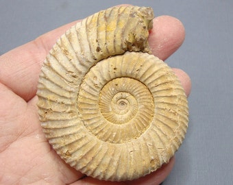 Million Years Old Ancient Fossil AMMONITE, Madagascar - 012-8