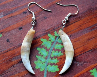 Real American opossum canine tooth fang earrings on fish hook ear wires