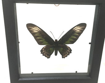 Beautiful Female Birdwing Butterfly Ornithoptera Trogonoptera Brookiana Butterfly/Insect/Taxidermy/Lepidoptera.