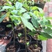1 Live Red Sugar Apple Fruit Plant - Na Do - 9 - 13 Inches Tall -m193