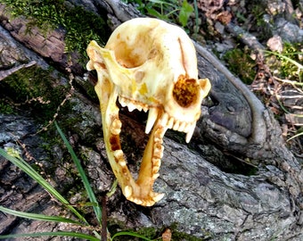 Resin Raccoon Skull Replica