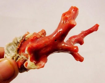 Awesome Designer 80.00cts 100% Natural Rare Red Coral 67mm Stick Specimen NE39