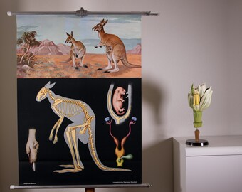 Vintage Pull down School Chart Kangaroo by Jung Koch Quentell