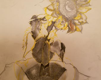 A Promised Sunflower Forgotten