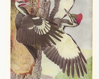 10 Old 1936 BIRDS of AMERICA Louis Agassiz Fuertes Book Plates