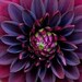 10+ Black Dahlia / Annual FlowerSeeds