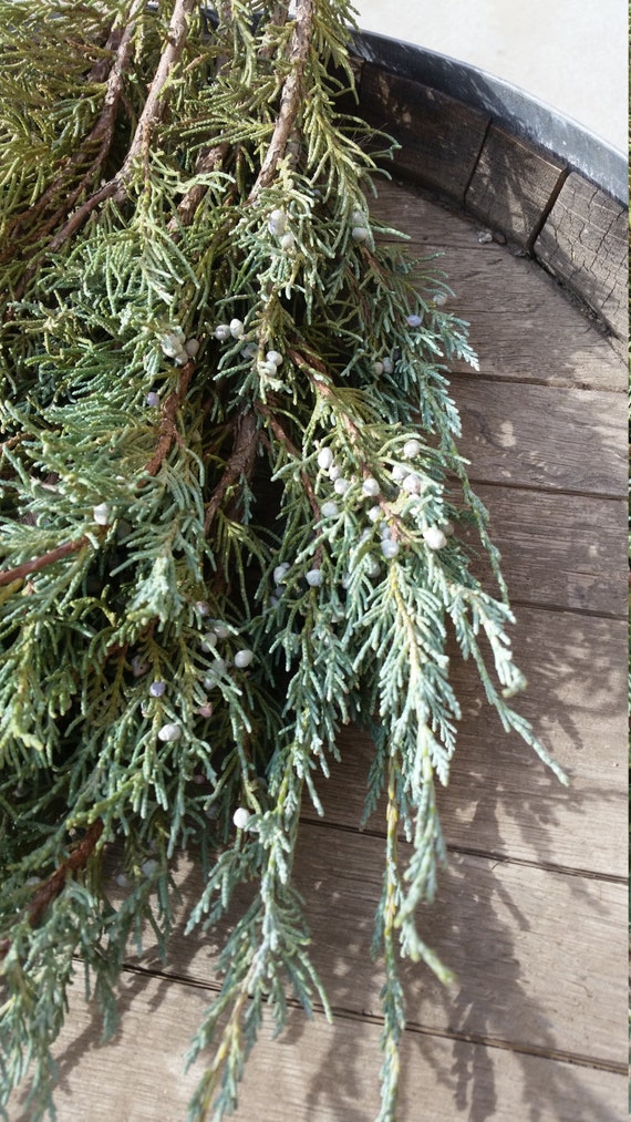 Skyrocket Juniper Branches Fresh Cut Evergreen home decor