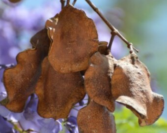 Jacaranda Tree Seeds, beautiful lavender blooms, Set of 15 seeds includes Seed Starter soil mix & growing directions