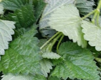 5 lb. fresh raw wild stinging nettles.