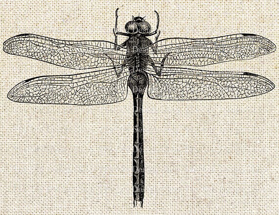 Clip Art Vintage Dragonfly Printable Illustration Digital Download PNG ...