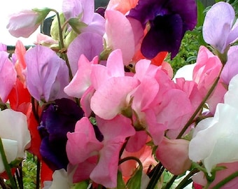 Sweet Pea Mammoth Mixed Appx 230 seeds