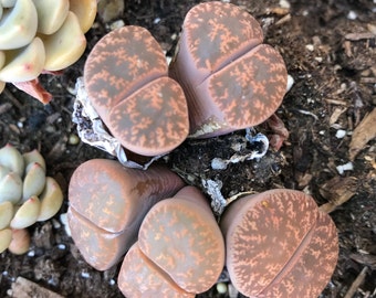 Succulent- Lithops sp